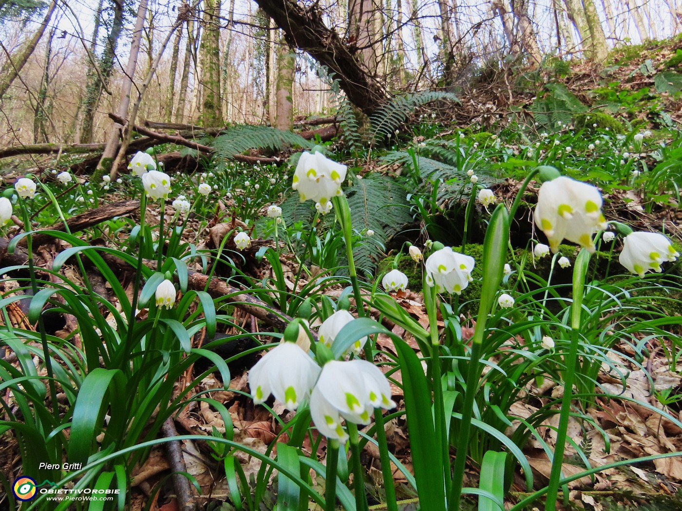 29 Leucojum vernum - Campanelle in fiore.JPG